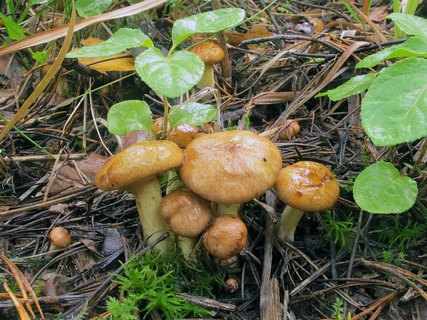 Suillus flavidus