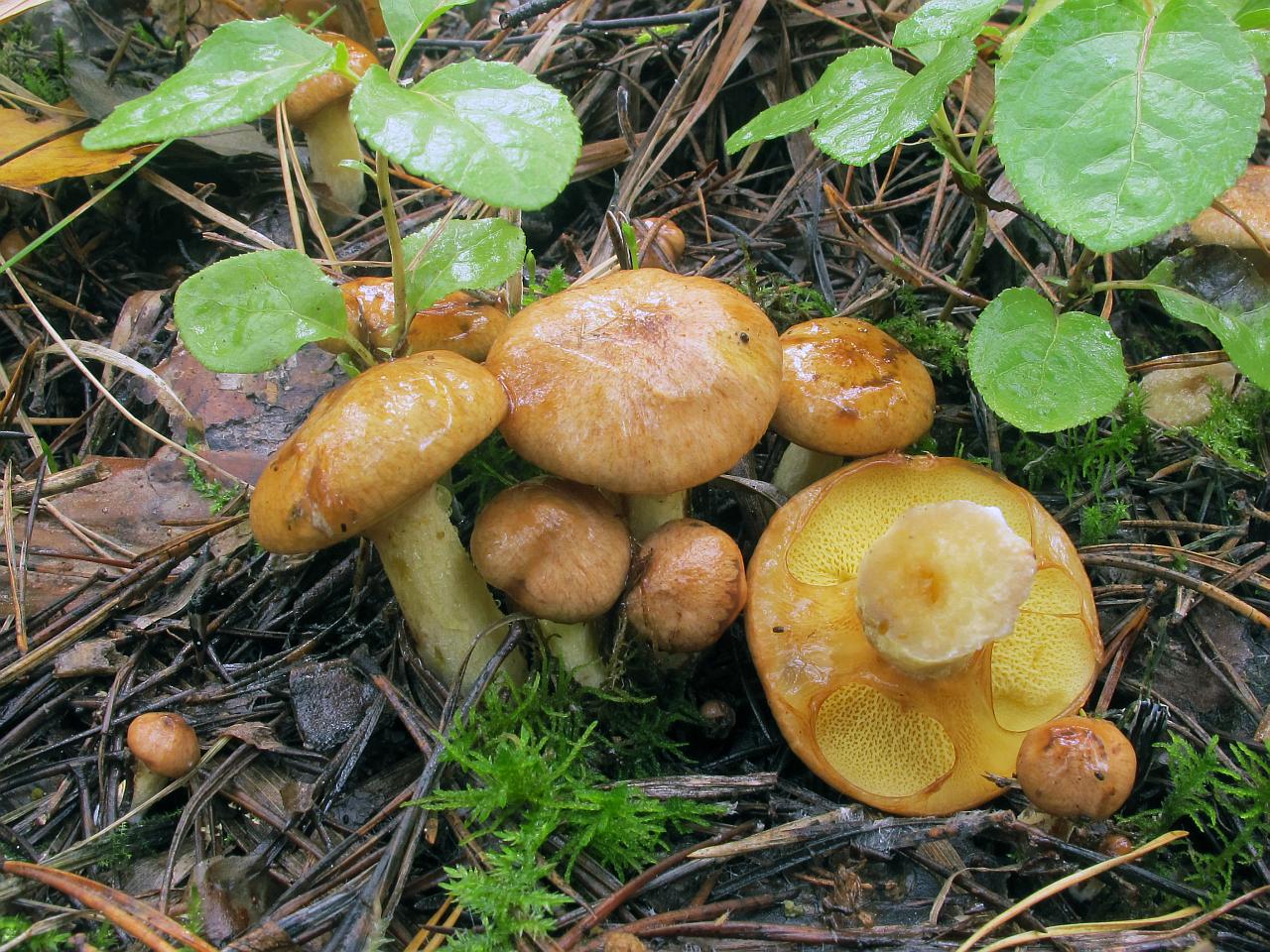 Suillus flavidus