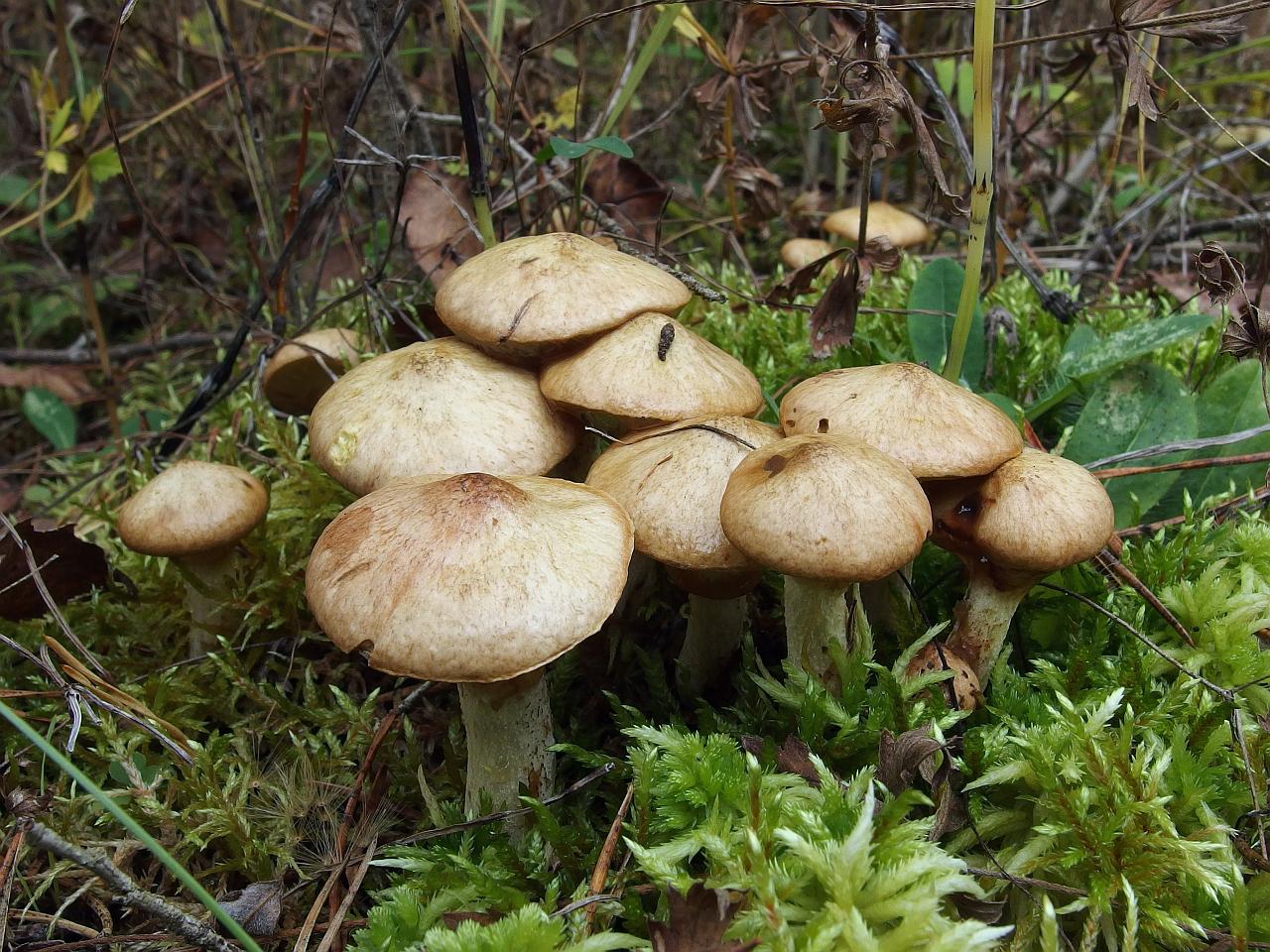 Suillus flavidus