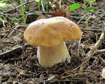 Boletus edulis