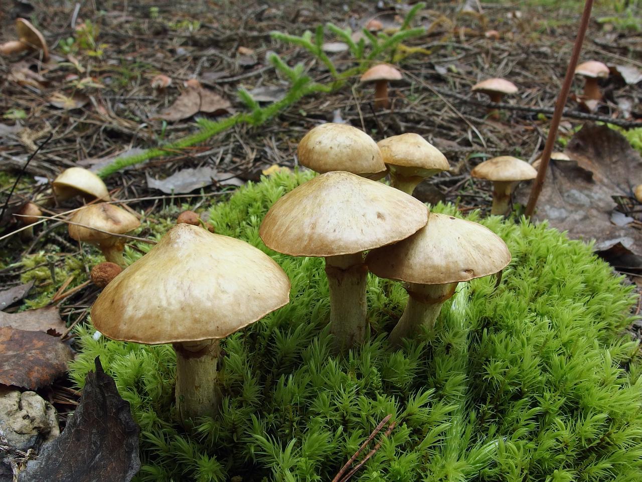 Suillus flavidus