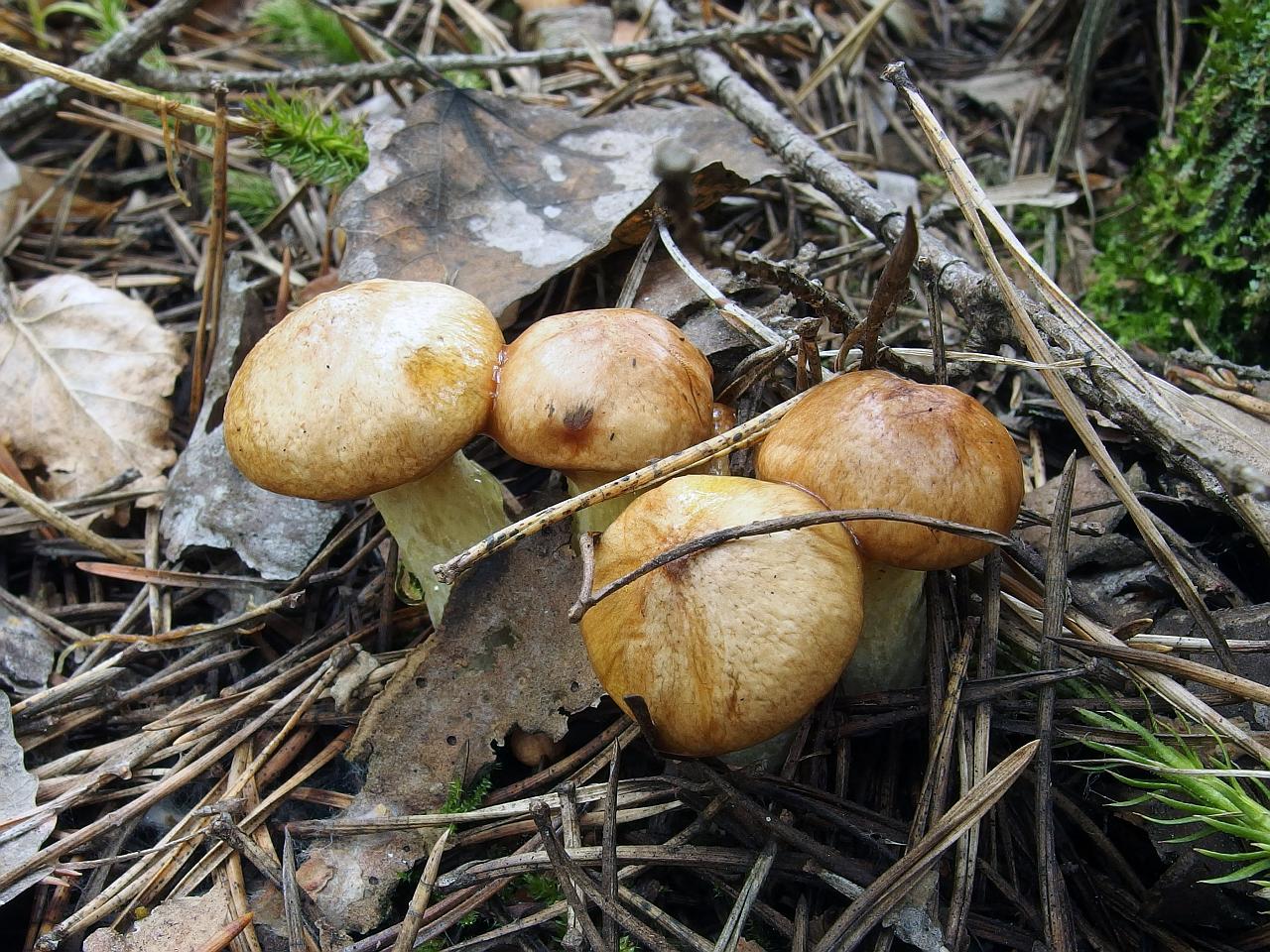 Suillus flavidus