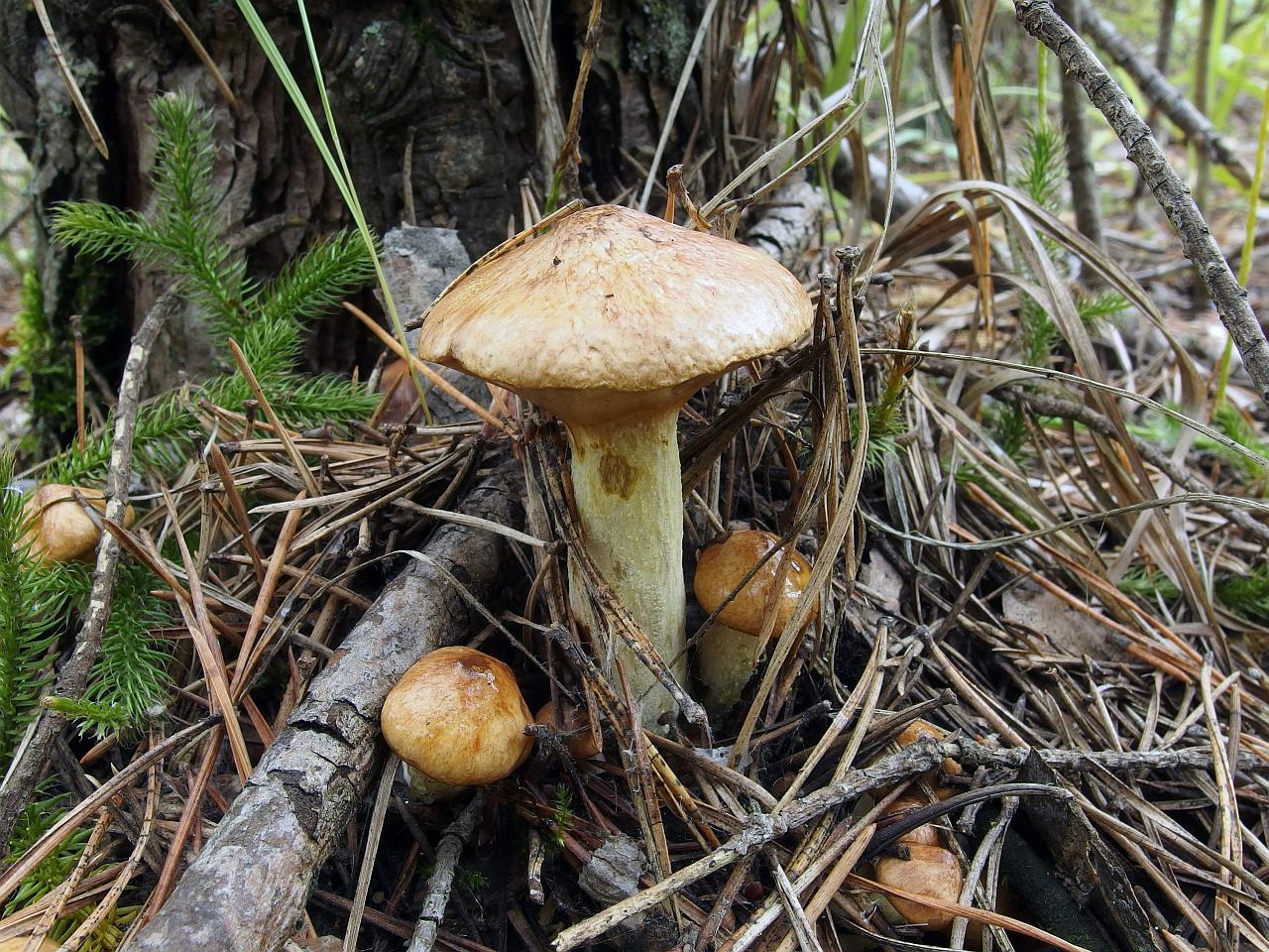 Suillus flavidus