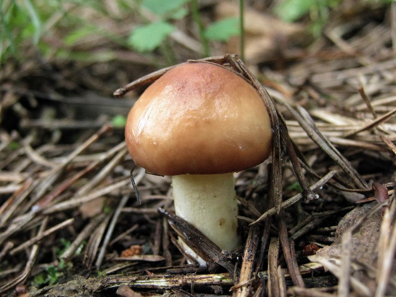 Suillus granulatus