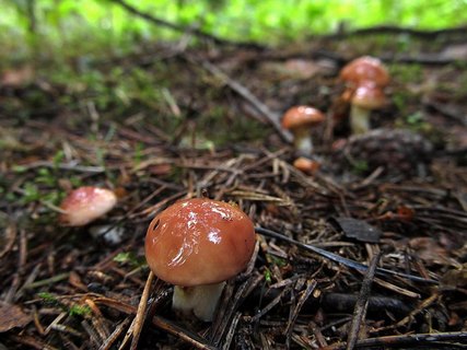 Suillus granulatus