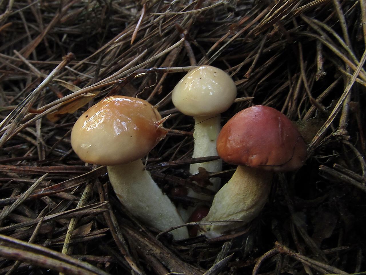 Suillus granulatus