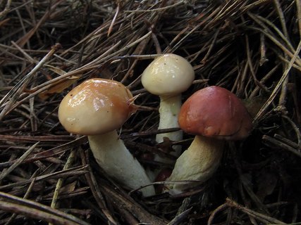 Suillus granulatus