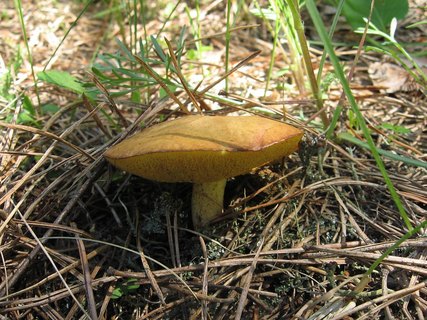 Suillus granulatus