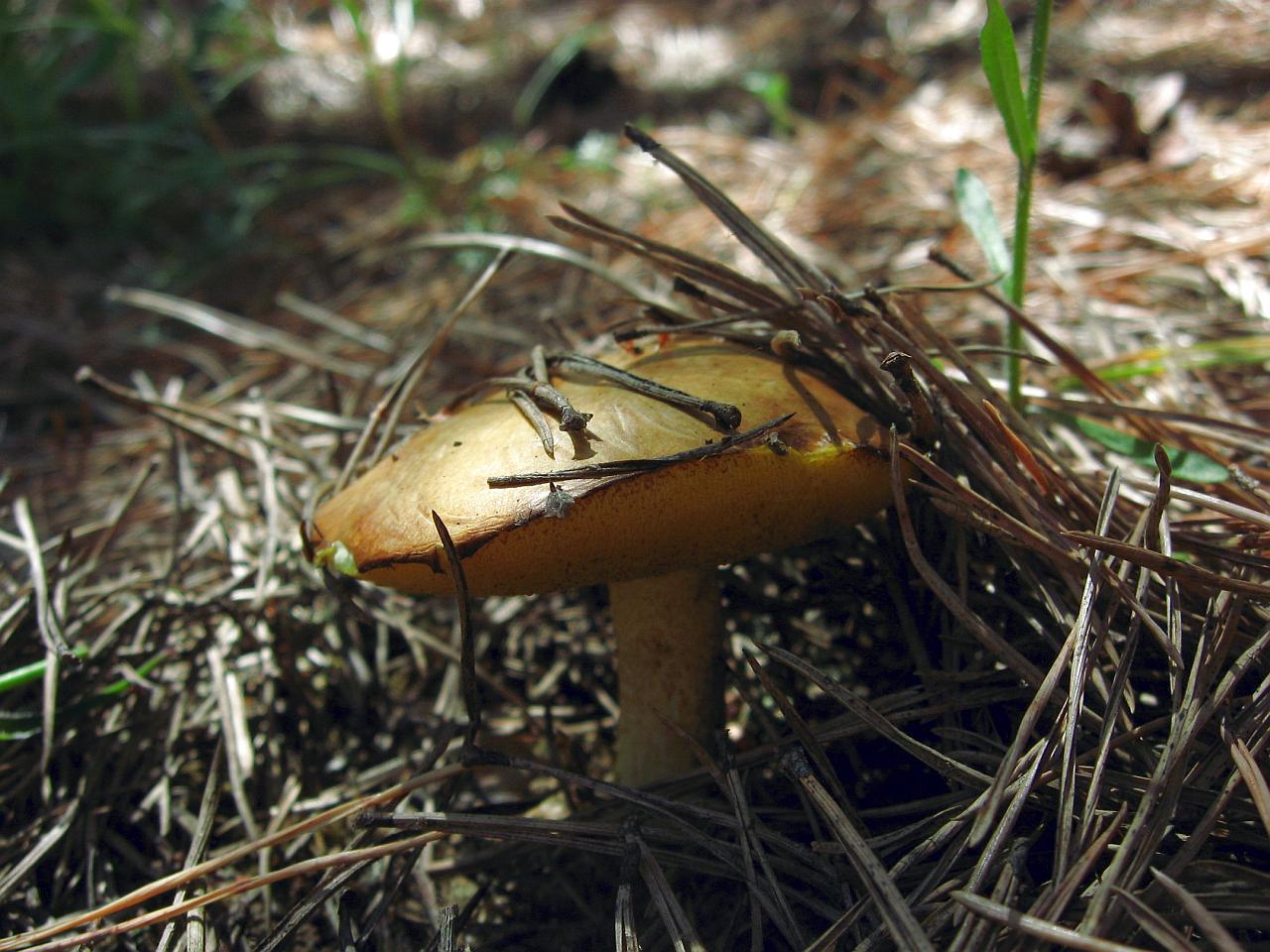 Suillus granulatus
