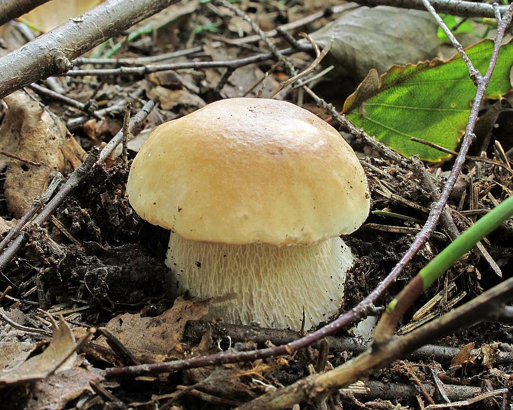 Boletus edulis