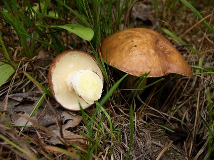 Suillus granulatus