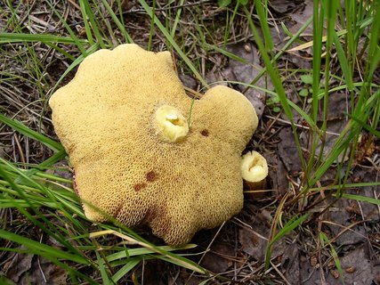Suillus granulatus