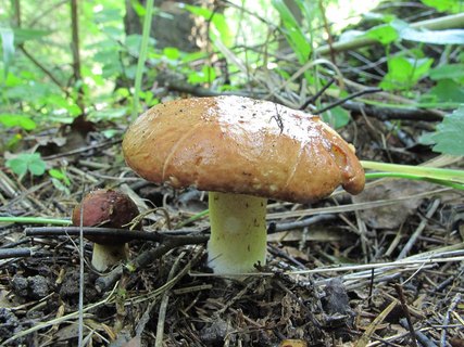 Suillus granulatus