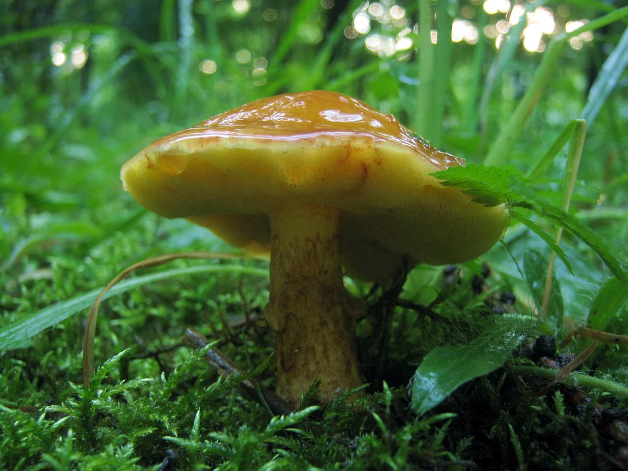 Suillus grevillei