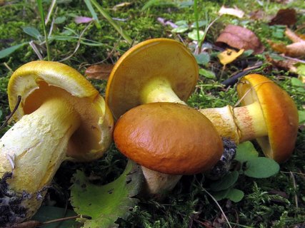 Suillus grevillei