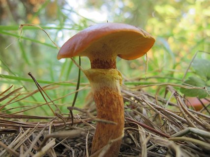 Suillus grevillei