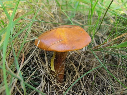 Suillus grevillei
