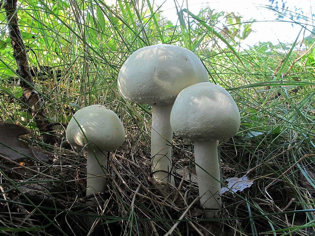 Agaricus sylvicola