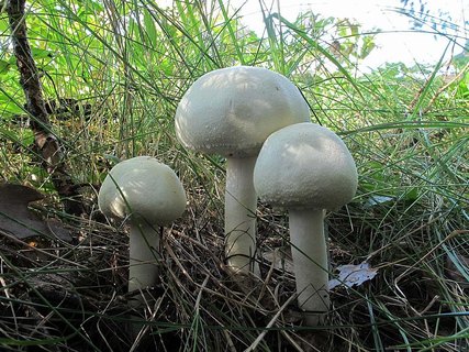 Agaricus sylvicola