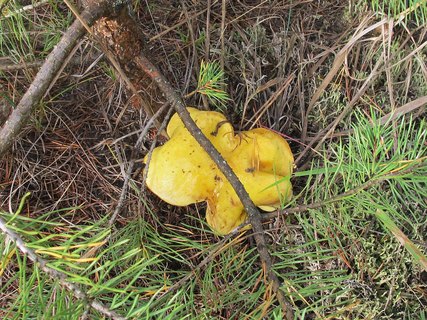 Suillus grevillei