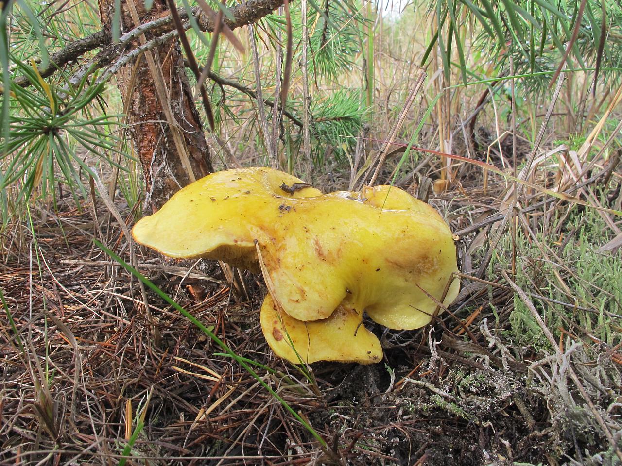 Suillus grevillei