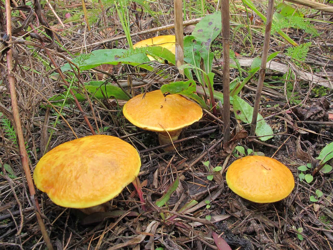 Suillus grevillei
