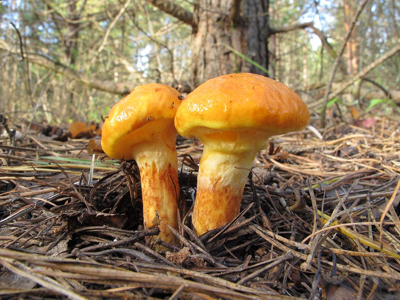 Suillus grevillei