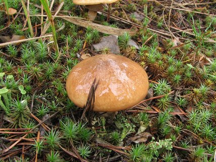 Suillus luteus