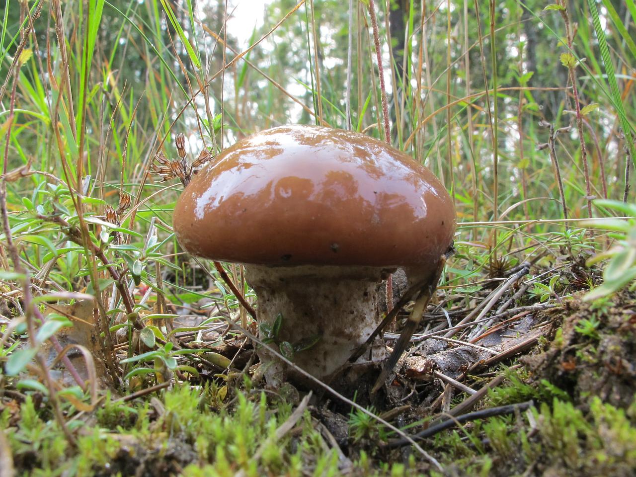Suillus luteus