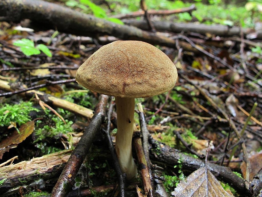 Boletus ferrugineus