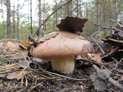 Suillus luteus