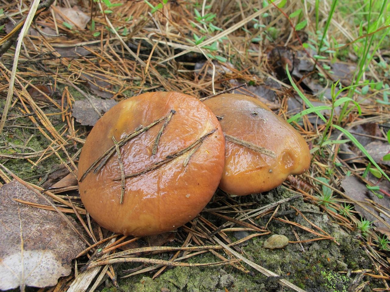 Suillus luteus