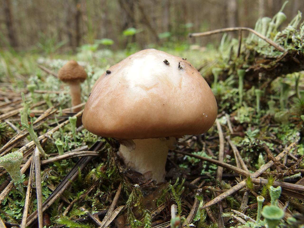 Suillus luteus