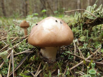 Suillus luteus
