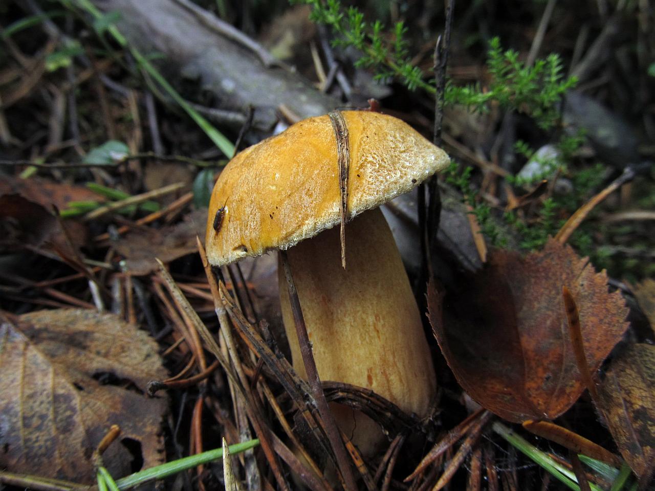 Suillus variegatus