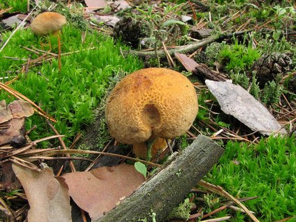 Suillus variegatus