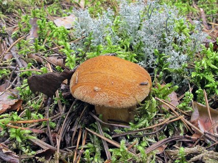 Suillus variegatus