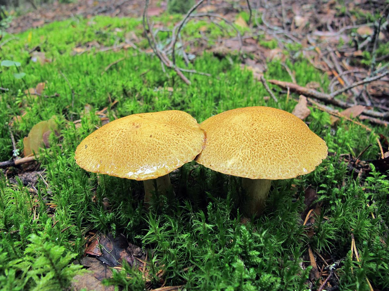 Suillus variegatus