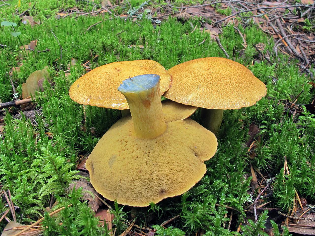 Suillus variegatus