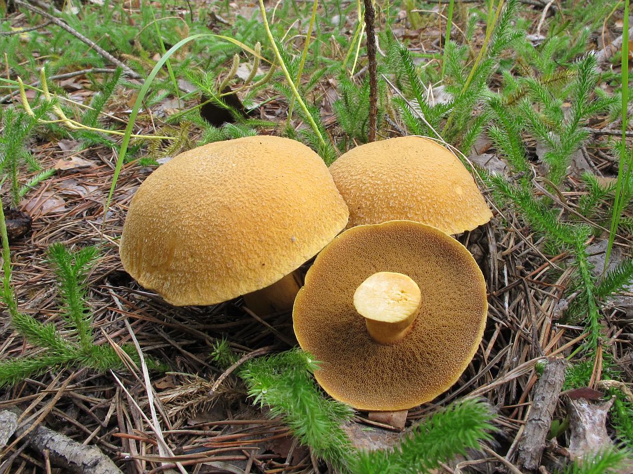 Suillus variegatus
