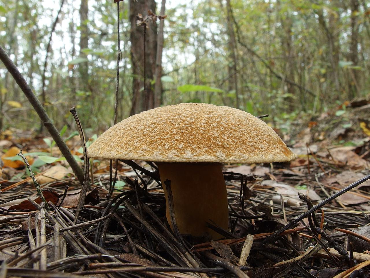 Suillus variegatus