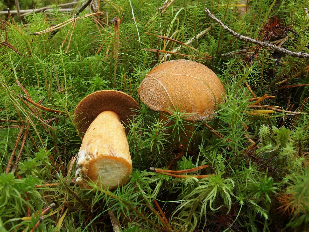 Suillus variegatus