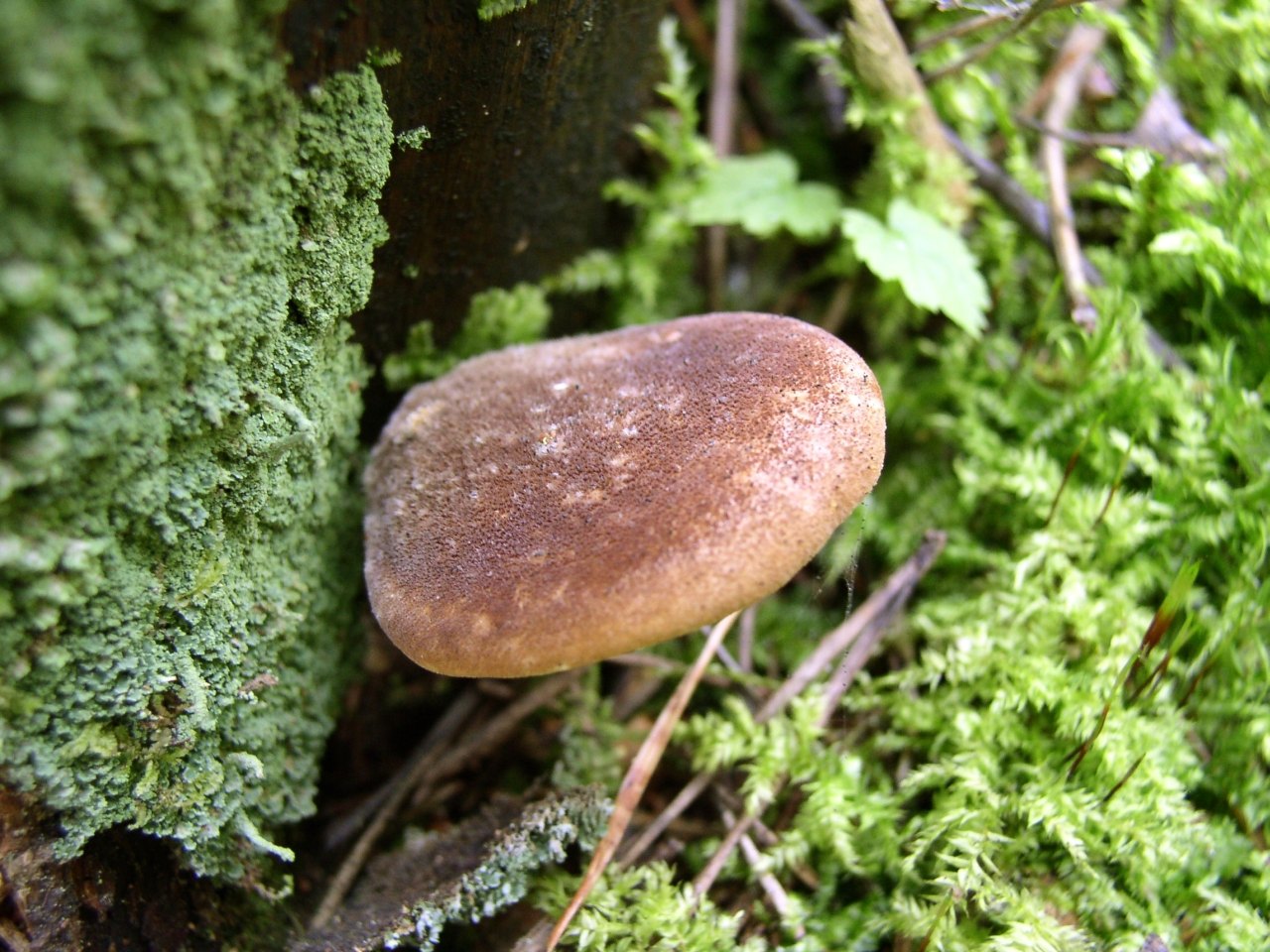 Tapinella