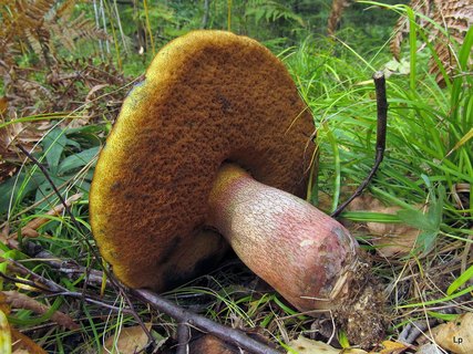 Boletus luridus