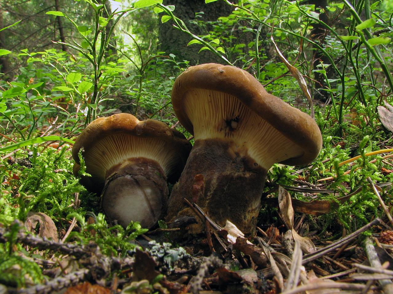 Tapinella atrotomentosa