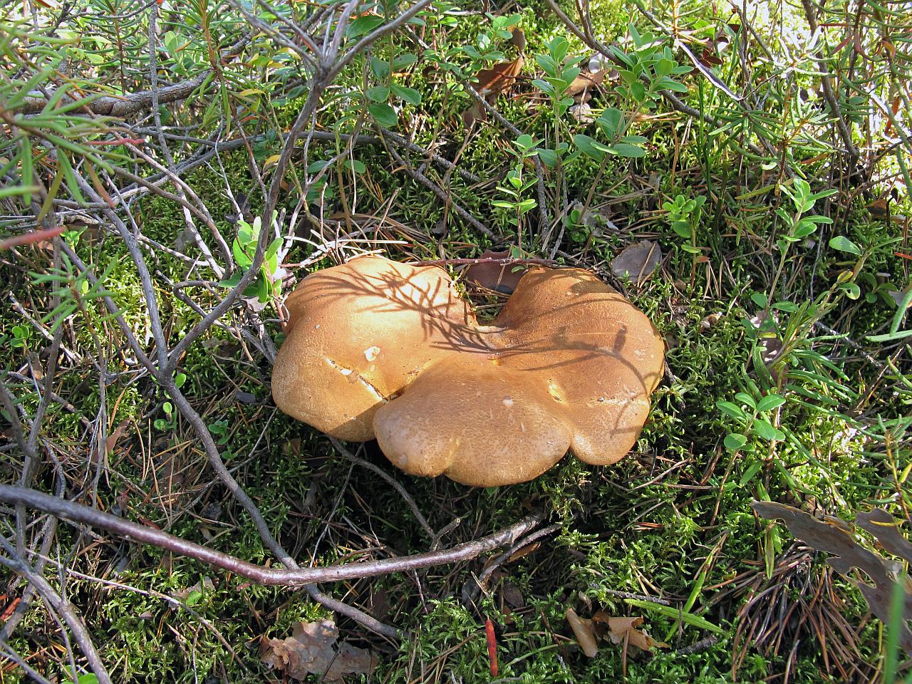 Tapinella atrotomentosa