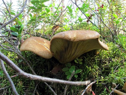Tapinella atrotomentosa