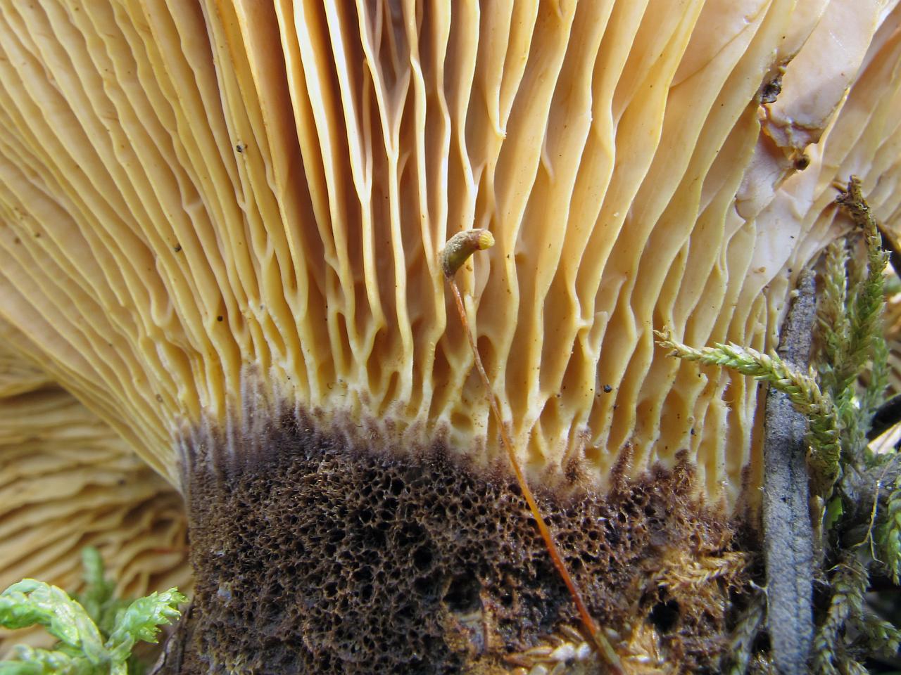 Tapinella atrotomentosa