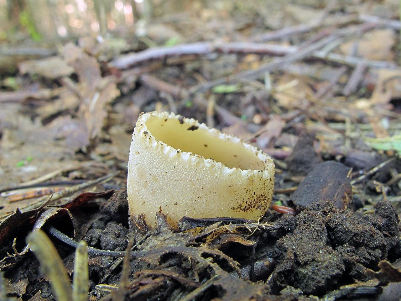 Tarzetta catinus