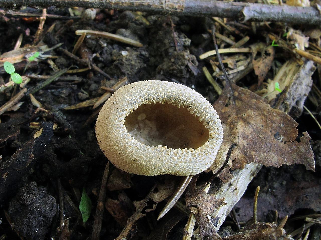 Tarzetta catinus